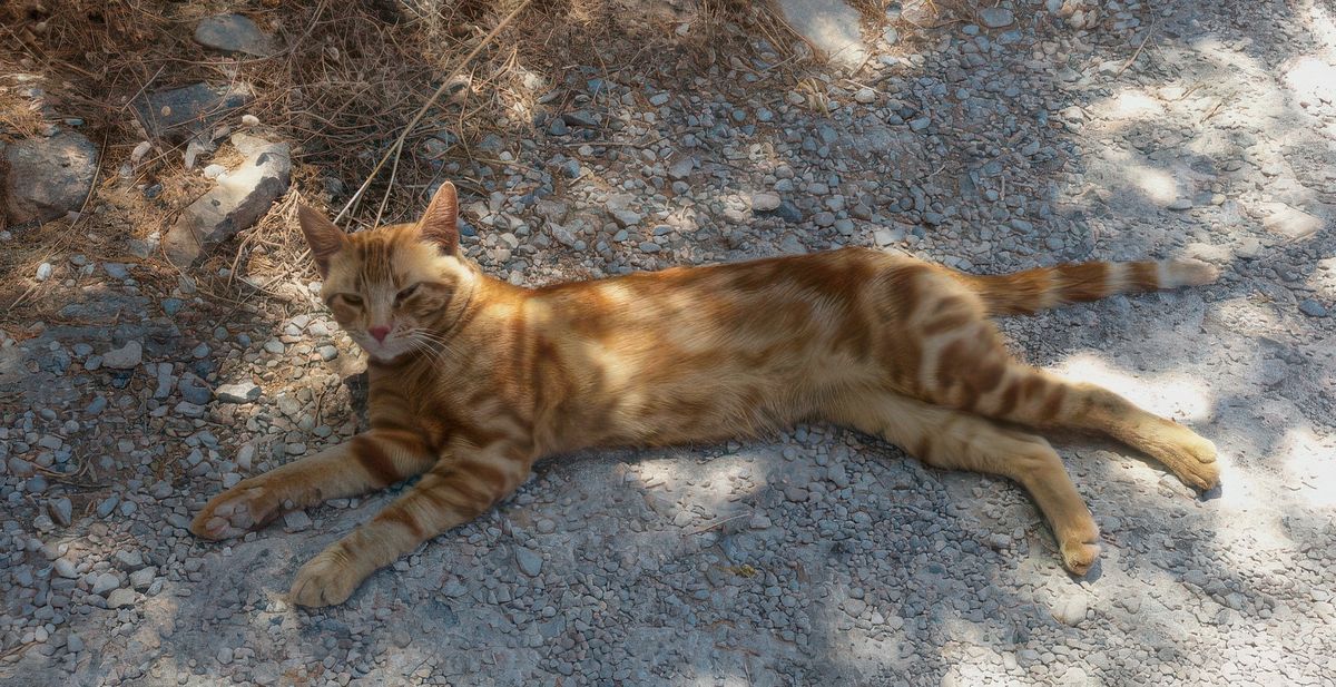 Le soir, les chats sont les seuls habitants de l'île.