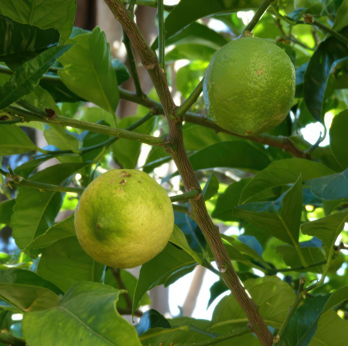 Orangers, citronniers, etc..., sans doute bio.