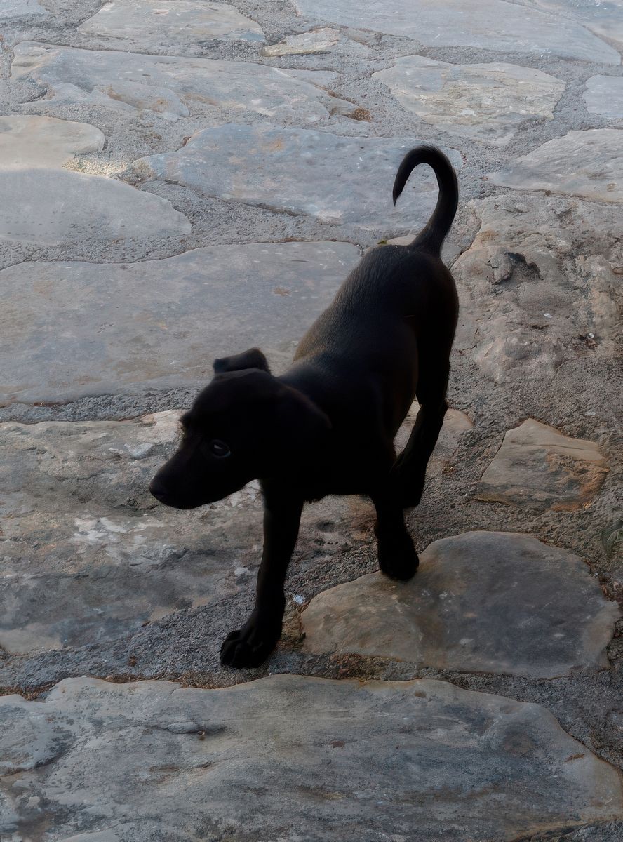 En ressortant, nous croisons ce tout jeune chien qui serait bien parti avec nous!