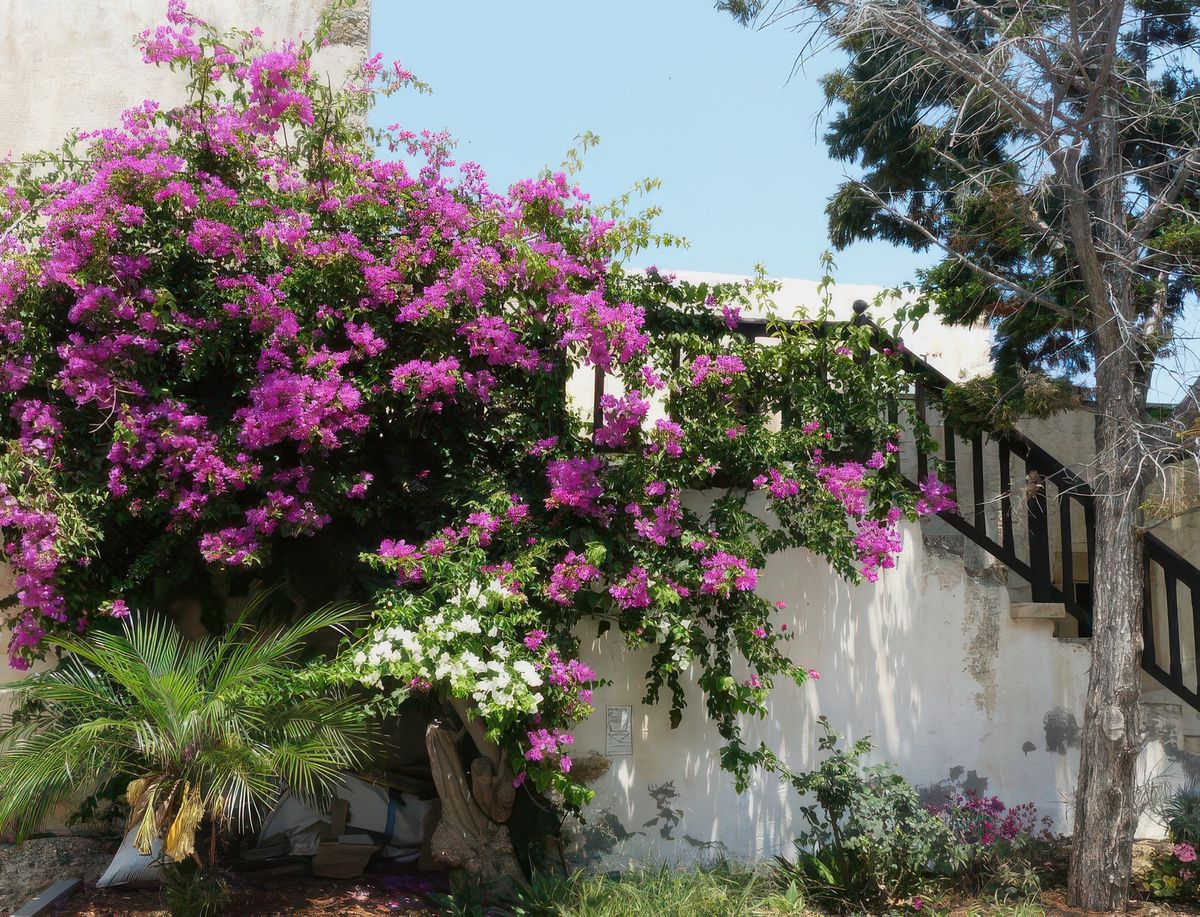 Bougainvillées, palmiers, résineux, etc..., apportent de la couleur à l'intérieur du monastère.
