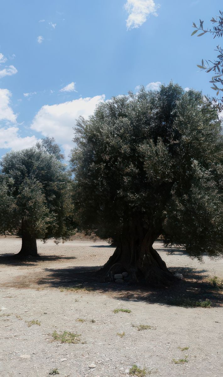 Le site s'étend sur un vaste territoire couvert d'oliveraies aux arbres centenaires.
