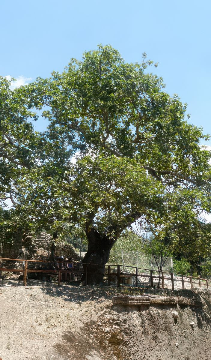 Derrière l'odéon, sur un petit sentier dallé, on peut voir un platane (au feuillage persistant), un arbre endémique en Crète. Zeus étant tombé amoureux d’Europe, Princesse d’Asie Mineure, il se transforma en un magnifique taureau blanc et l’enleva alors qu’elle jouait sur la plage avec des amis. Galopant à travers la mer, c’est à Gortyn que Zeus arriva avec sa belle. Selon la légende, c'est sous ce platane qu'ils s'aimèrent. De leur union naquit 3 garçons, Minos, Radhamante et Sarpédon. Deux deviendront des rois célèbres en Crète, Minos à Knossos, et Rhadamante à Phaistos.