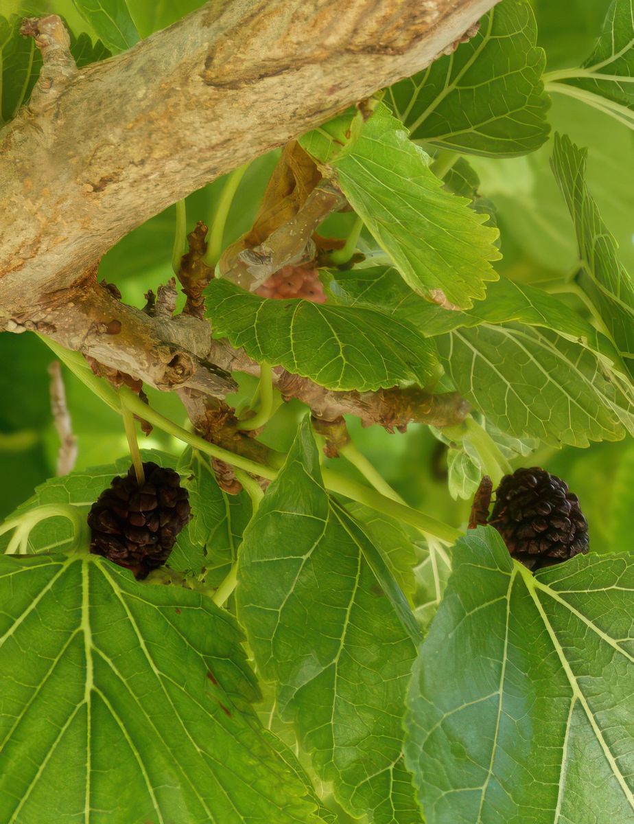 Les mûriers blancs donnent des fruits dont la couleur peut varier du blanc au rouge, en passant par le jaune, la mauve et le noir.