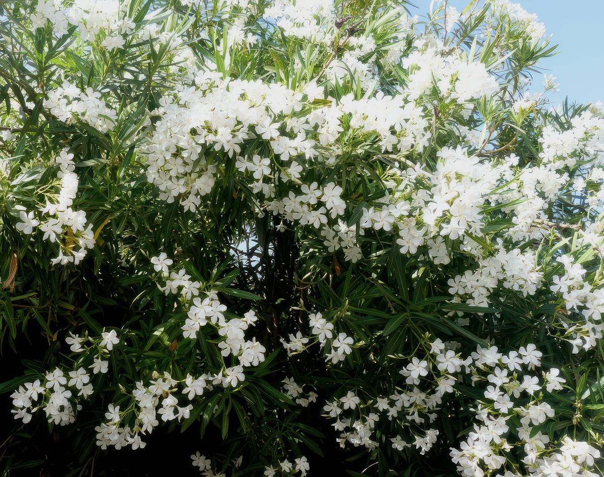 Des fleurs qui embaument, comme c'est agréable et calme cette petite cour.