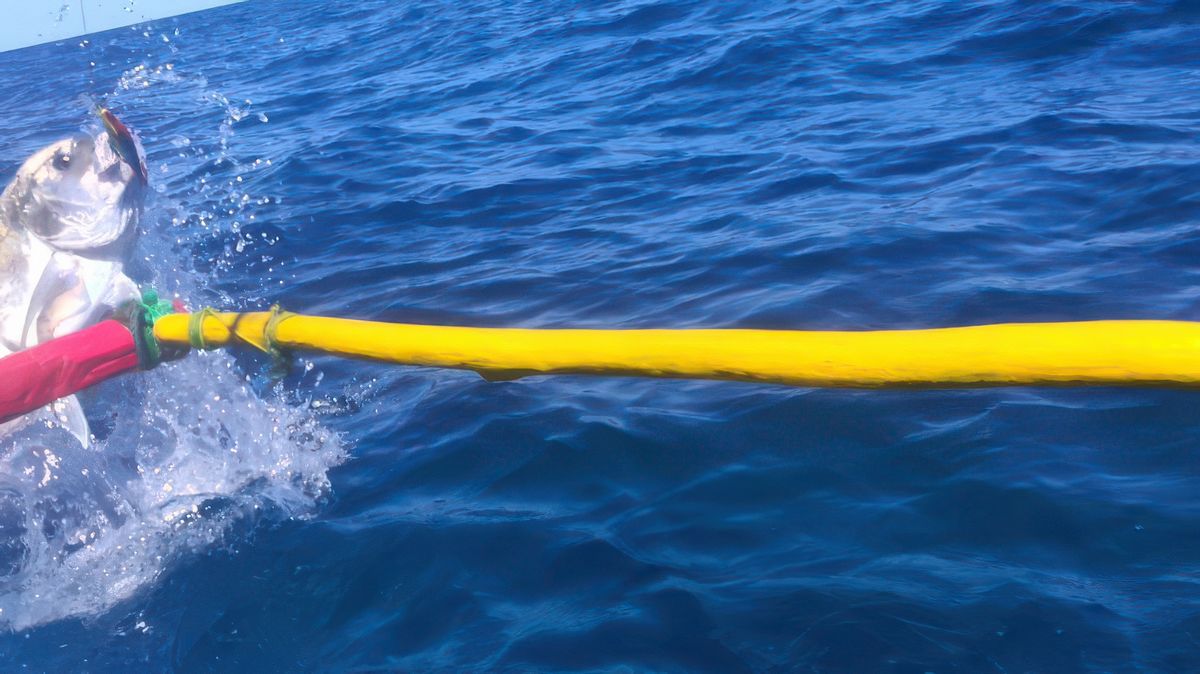 Vraiment du gros combat où l'issue est toujours incertaine. Ici, une carangue de 15 kgs prise à la traîne