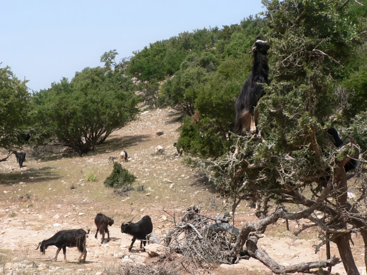 Troupeau de chèvres