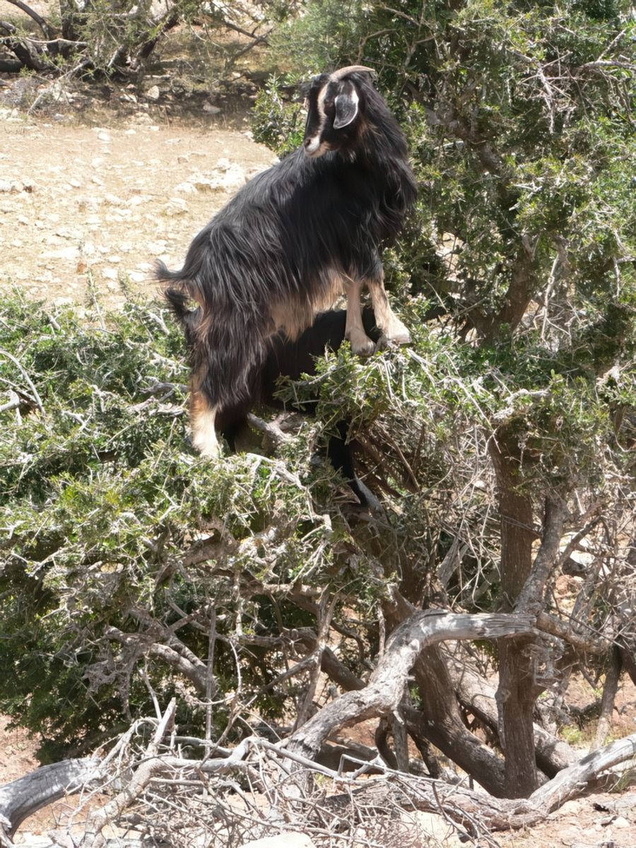 Une chèvre grimpée dans un araganier