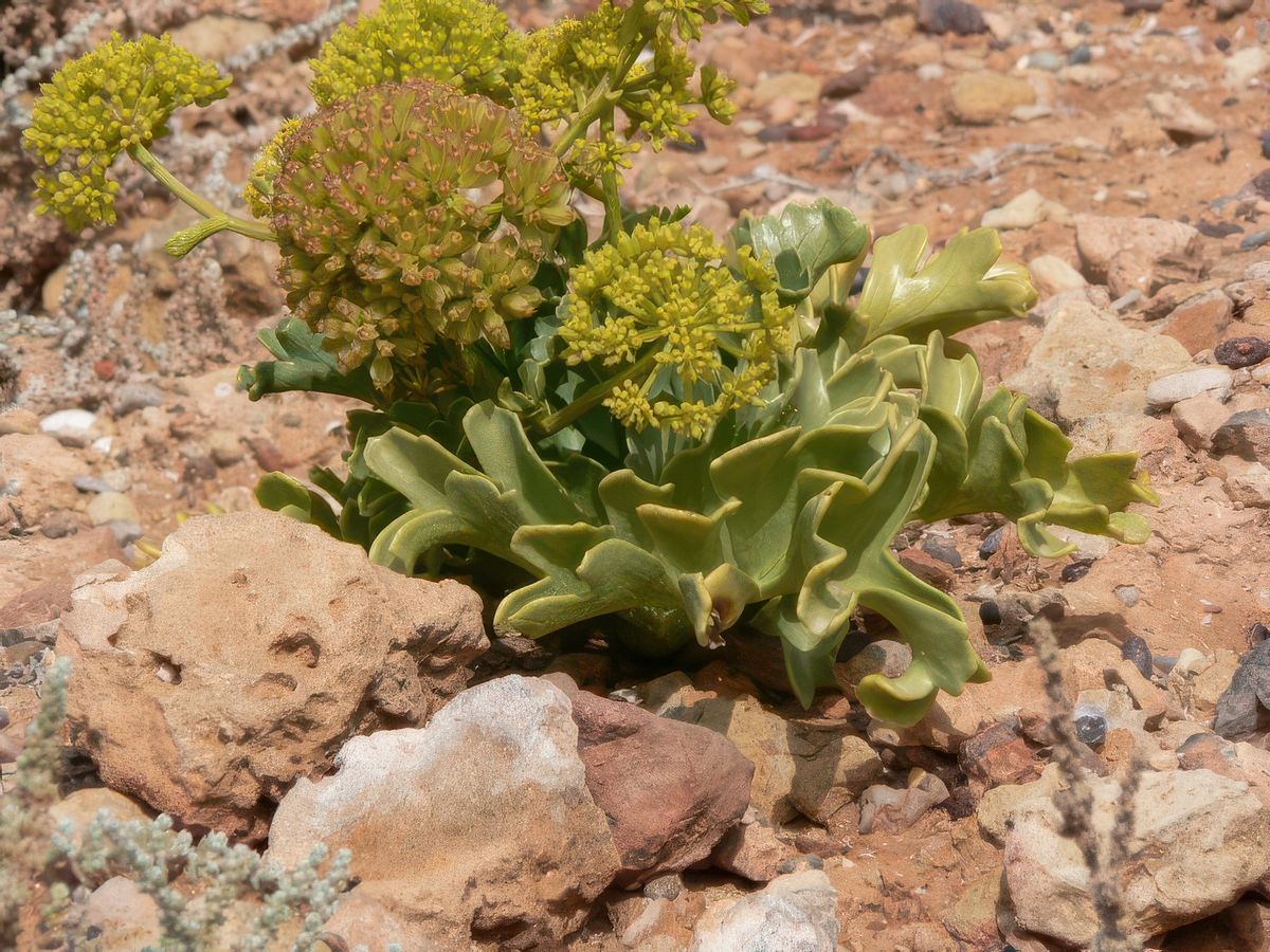 Passionés de plantes grasses, ce coin est fait pour vous.
