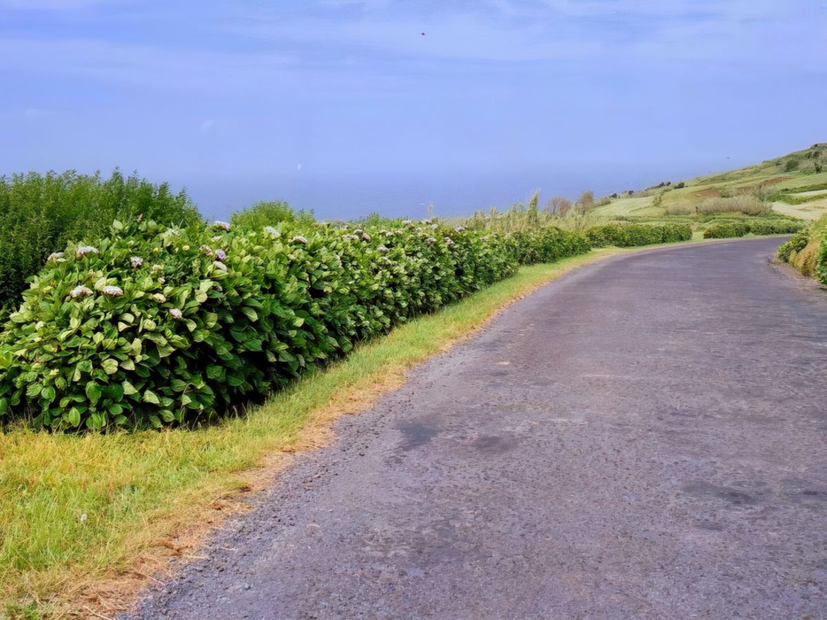 Des massifs d'hortensias bordent toutes les routes et chemins