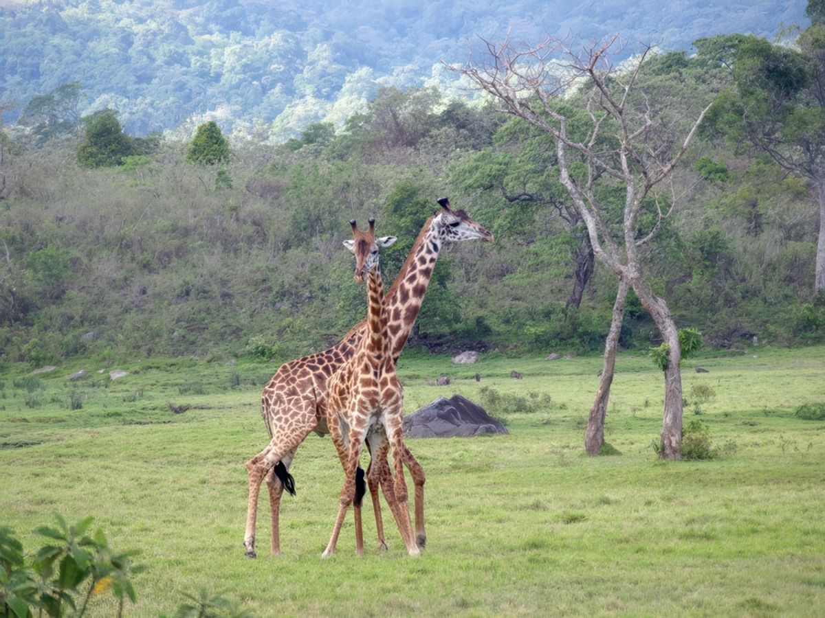 Les girafes dans le parc d'Arusha