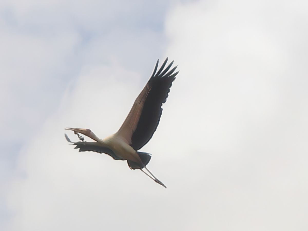 cigogne