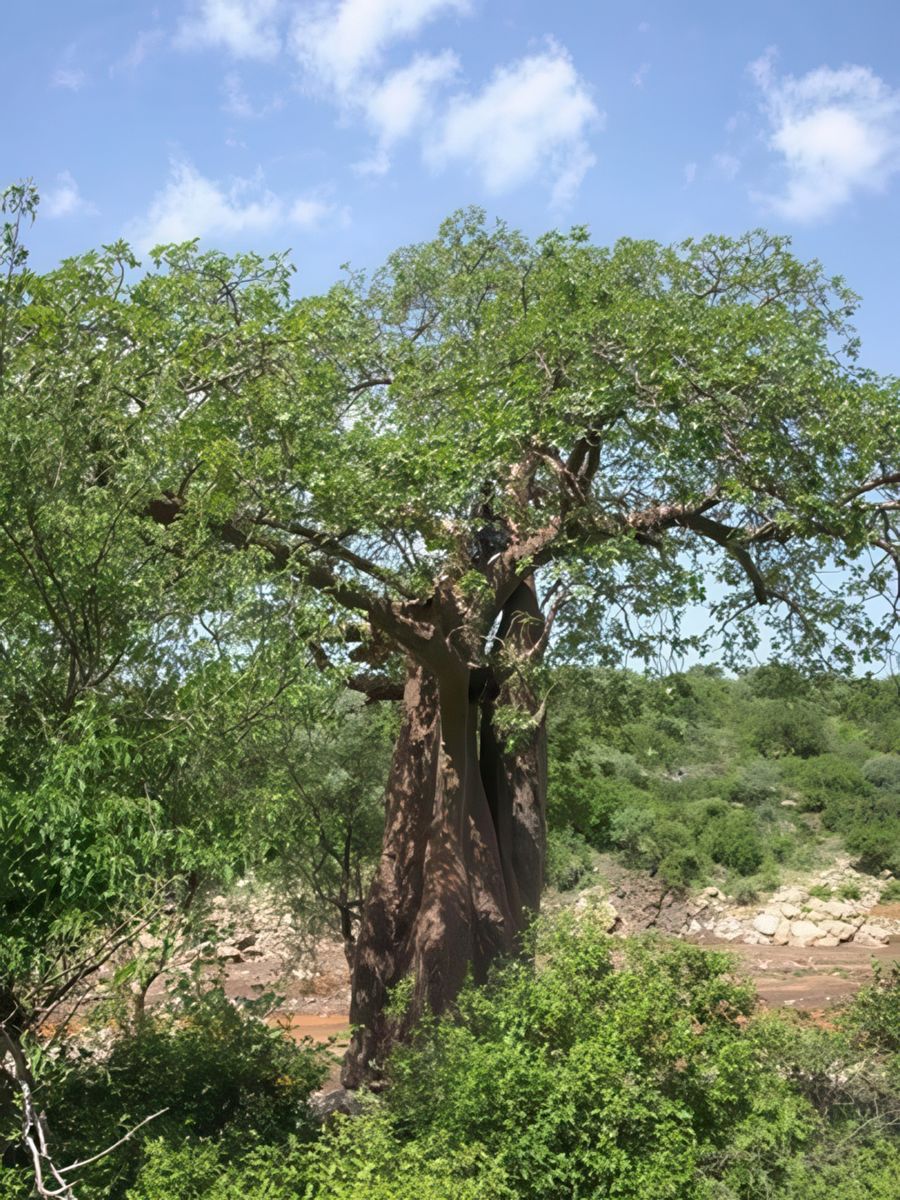 Les jeunes hadzabe s'attaquent à un premier nid d'abeilles en haut d'un immense baobab