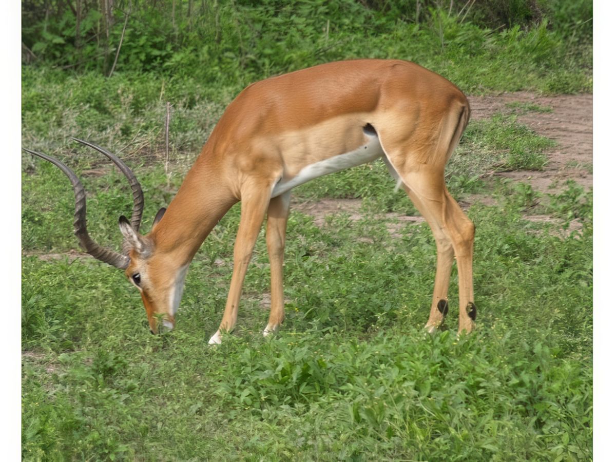 antilope