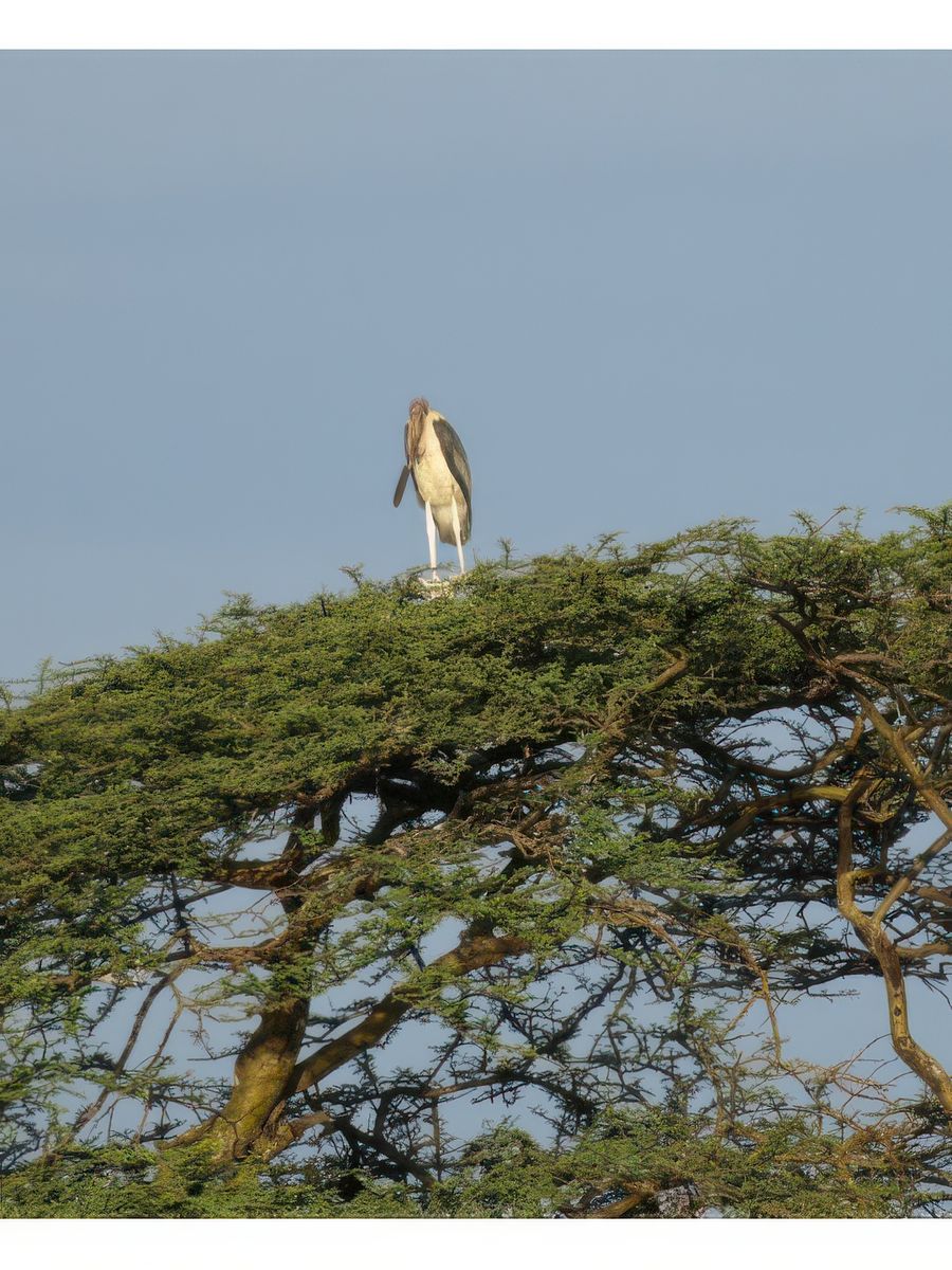 marabout