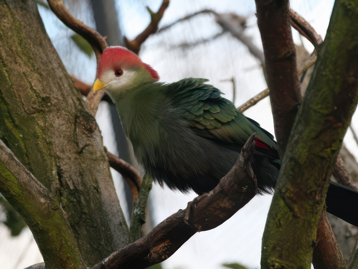 Regent's Park et le zoo de Londres – Londres (Royaume-Uni)