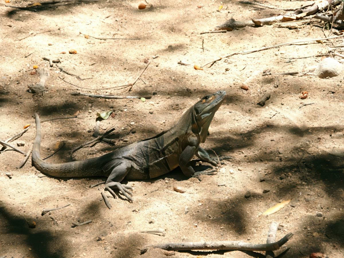 Iguane