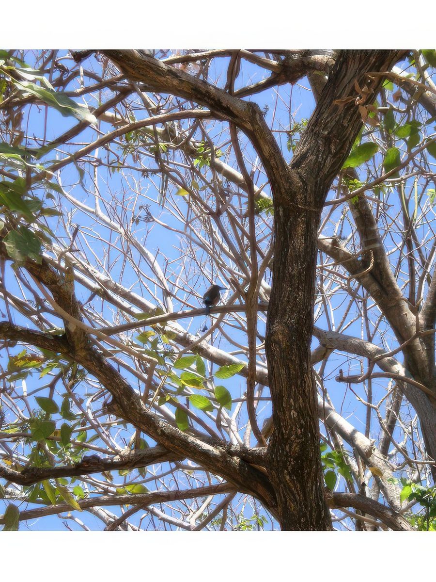 Tamarindo – Costa Rica