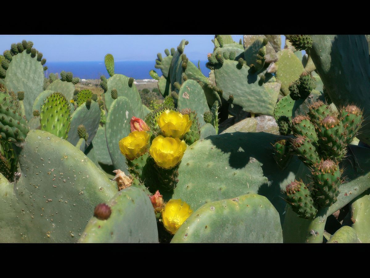 Fleurs de cactus