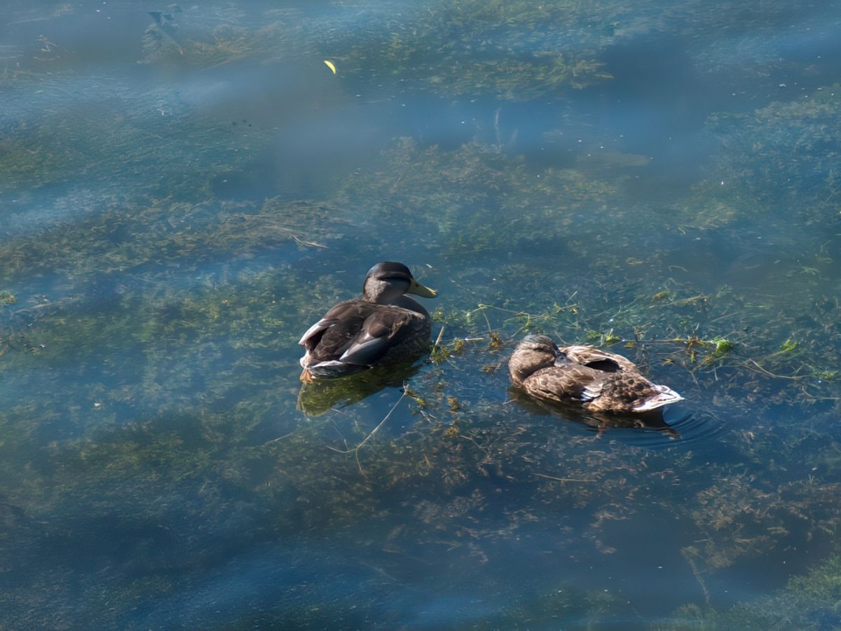 Les petits canards barbotant sur la Seine