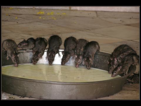 Le repas des rats est constitué par les offrandes des pélerins.