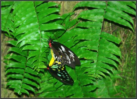 Australian Butterfly Sanctuary - accouplement de Cairns Birdwing (belle photo à mon avis)