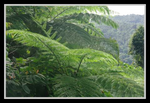 Cape Tribulation