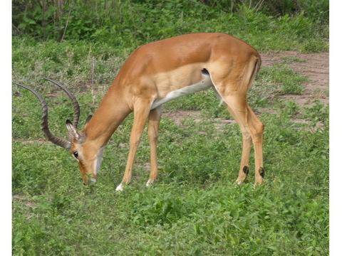 antilope