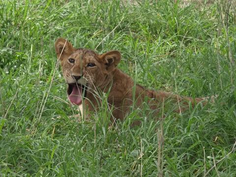 lionceau