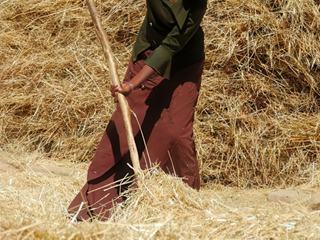 Moisson (Ethiopie)