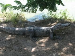 en floride, attention ou vous mettez les pieds...