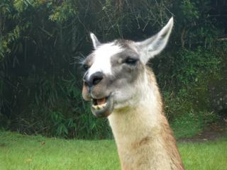 photo La faune de jerome