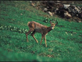 Toute la beauté du monde animal