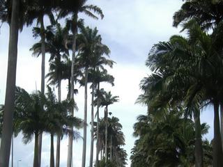 Au sud de Capesterre-Belle-Eau (Guadeloupe), la route est bordée par une double rangée
de palmiers royaux, il s'agît de l'allée Dumanoir.
