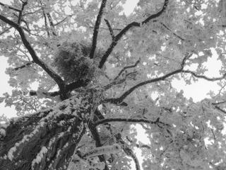 Quand le givre fleurit les arbres!
