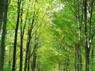 Tunnel d'arbres...