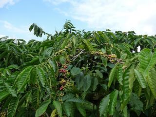 C'est peut-être pas la plus belle, mais j'espère qu'elle vous permettra de vous évader le matin en pensant à l'origine exotique de votre café !
Photo prise à Java (Indonésie)
