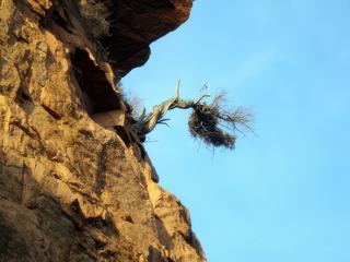 Il s'accroche le bougre...Corse, dans les calanche di Piana.