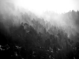 Forêt de mélèzes tourmentée.
Hautes-Alpes
