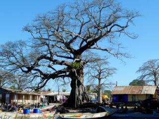 Le fromager, centre du village d'Elinkine - Basse Casamance - Sénégal