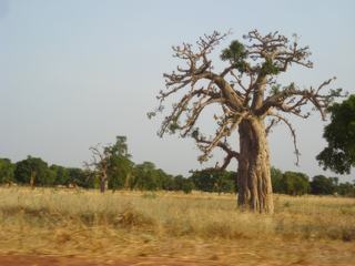 Un baobab en afrique le long de la route