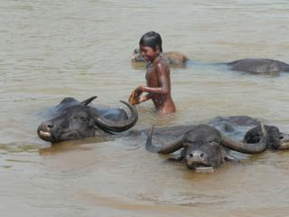 Rivière non loin du village de Muniguda (Orissa, Inde) : enfant s'amusant tout en lavant des buffles.