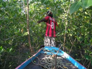 Dans la mangrove de Basse Casamance (Sénégal)