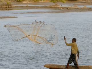 Fin de soirée, pêcheur jetant son épervier dans la mangrove près de Ziginchor - Casamance (Sénégal), janvier 2009