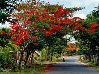 La beauté du flamboyant au Sri-Lanka, voyage effectué en 2000.