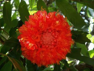 La fleur rouge d'un arbre au Sri Lanka...