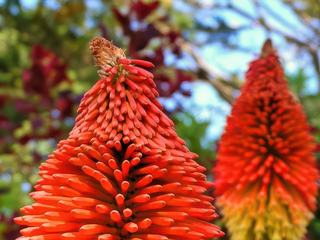 Vous découvrirez ces fleurs somptueuses si vous visitez l'île de Batz (Bretagne) en juillet. Elles ont une hauteur d'environ 2 mètres et vous raviront sans aucun doute comme elles m'ont ravi.