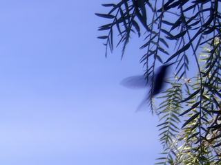 Envol d'un colibri, 
Arequipa, Pérou.