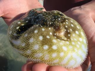Le "Poisson Ballon" - Nouvelle Calédonie. Je vois au loin sur la plage des petits kanaks jouer avec un ballon, je m'approche et découvre cet ingénieux poisson, qui quand il se sent menacé, s'emplit d'air pour former un gros ballon...