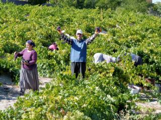 Quoi de plus familial en campagne que les vendanges ? A fortiori dans ces endroits reculés de Turquie, en Capadocce, où le grand-père, chef de la famille, nous arrête pour nous offrir ces magnifiques grappes de raisins afin de refaire nos stocks d'énergie durant notre trek