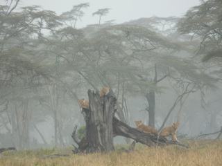 photo Voyage sous la pluie de sandrine